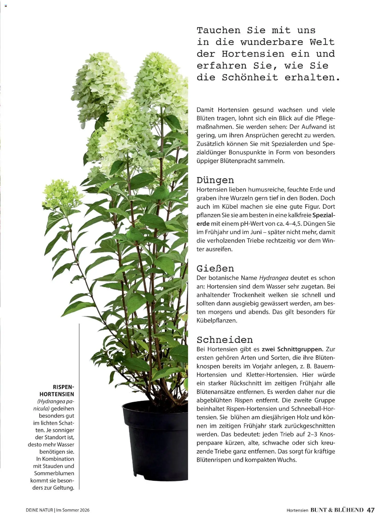 Die besten Angebote | Dehner Flugblatt ab 01.05.2026 | - Jetzt stöbern! | Österreich