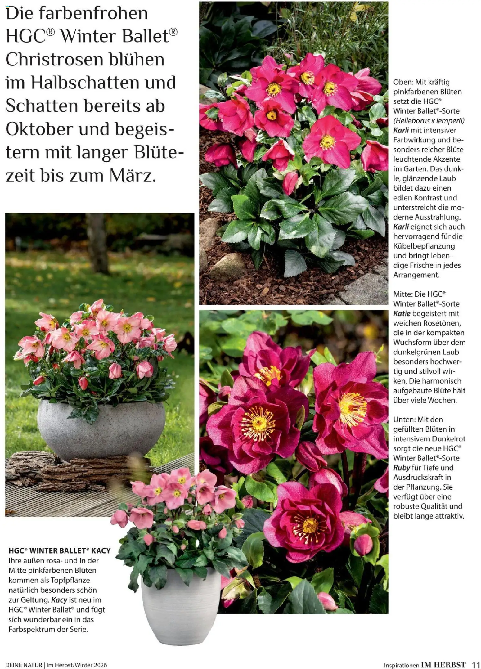 Dehner Prospekt Prospekt in Deutschland