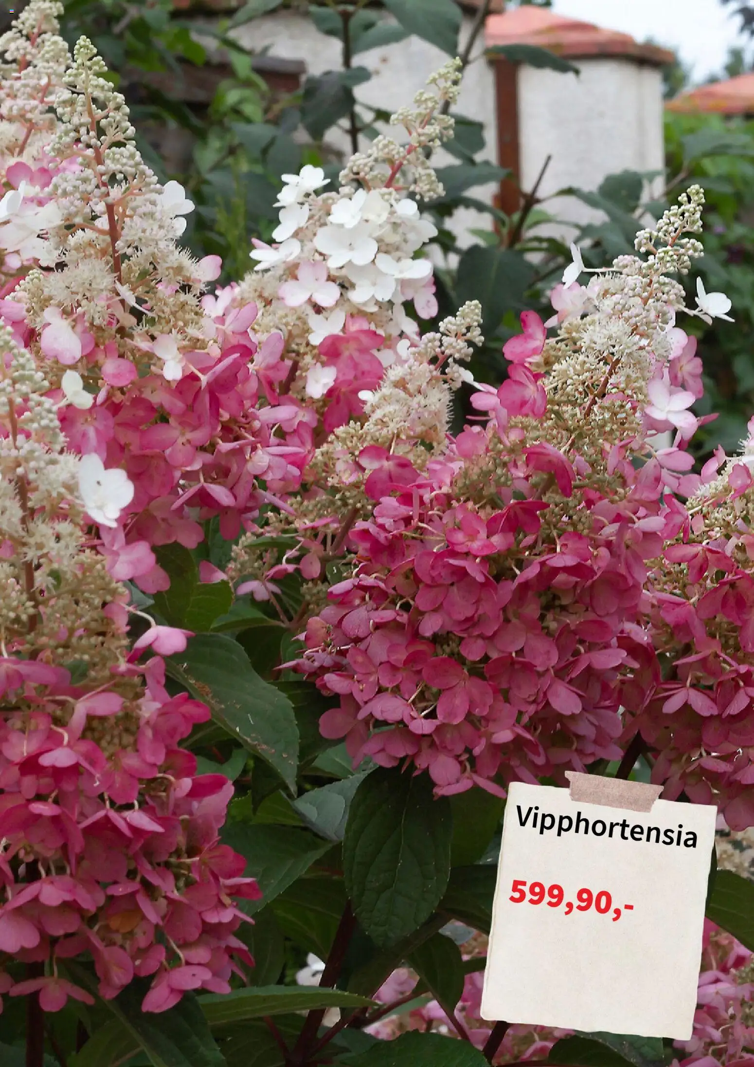 Nuvarande Plantagen - Black Friday varsel från 📣 från och med måndag 06/07/2026 📣 | Sverige