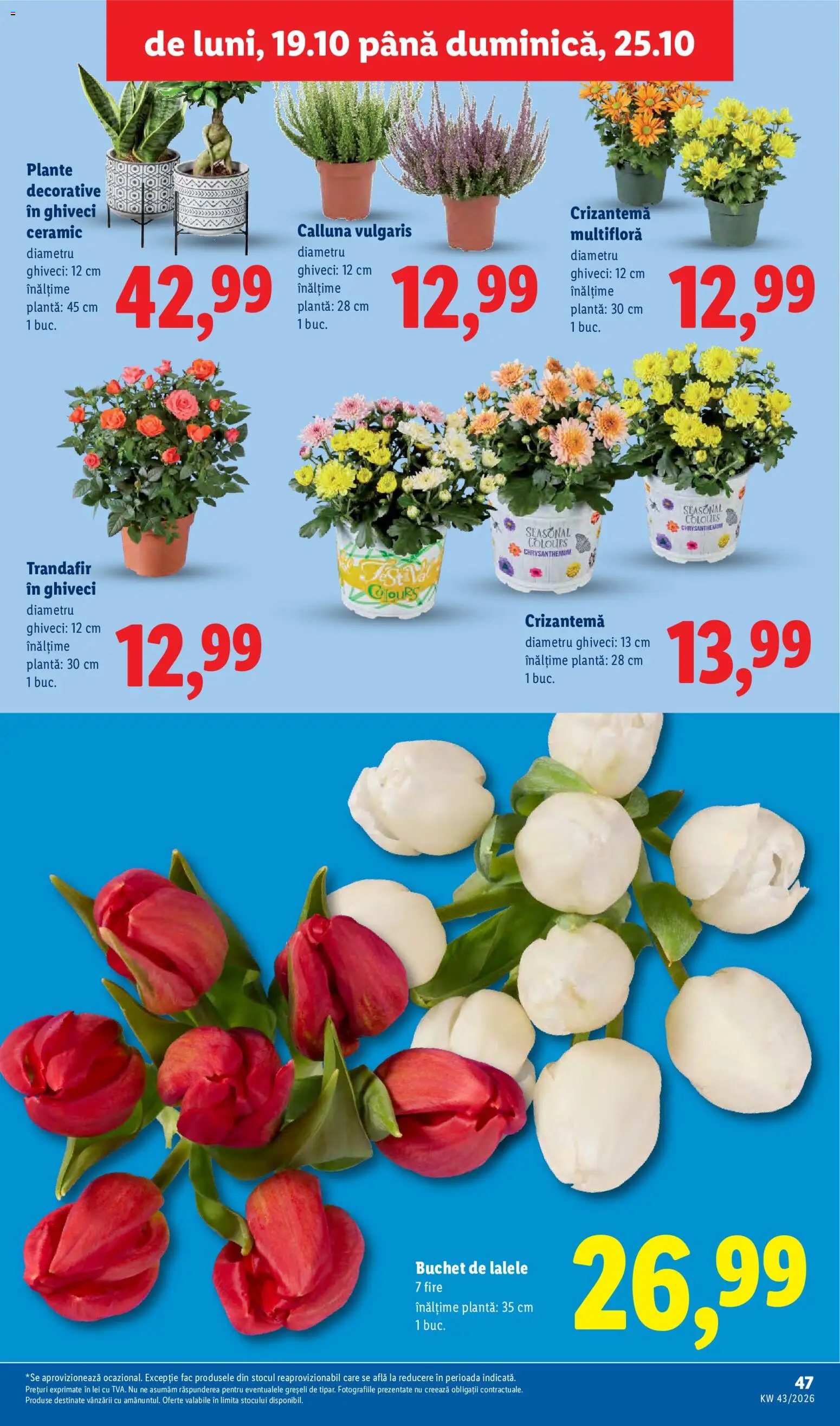Lidl Catalog Catalog in România