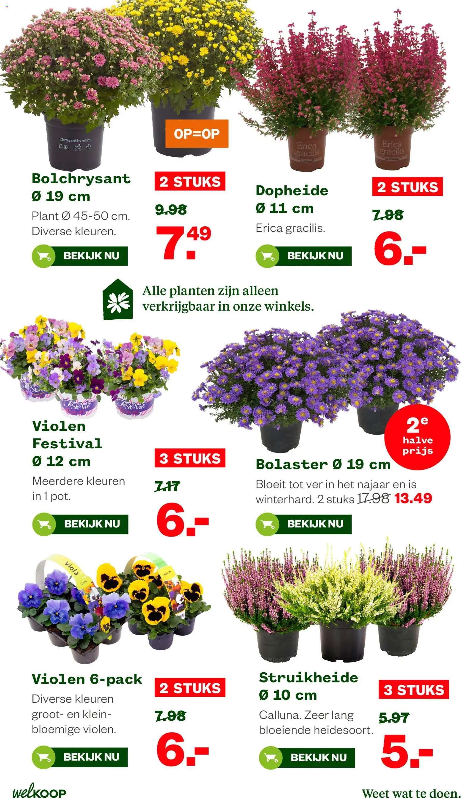 Welkoop folder Folder in Nederland