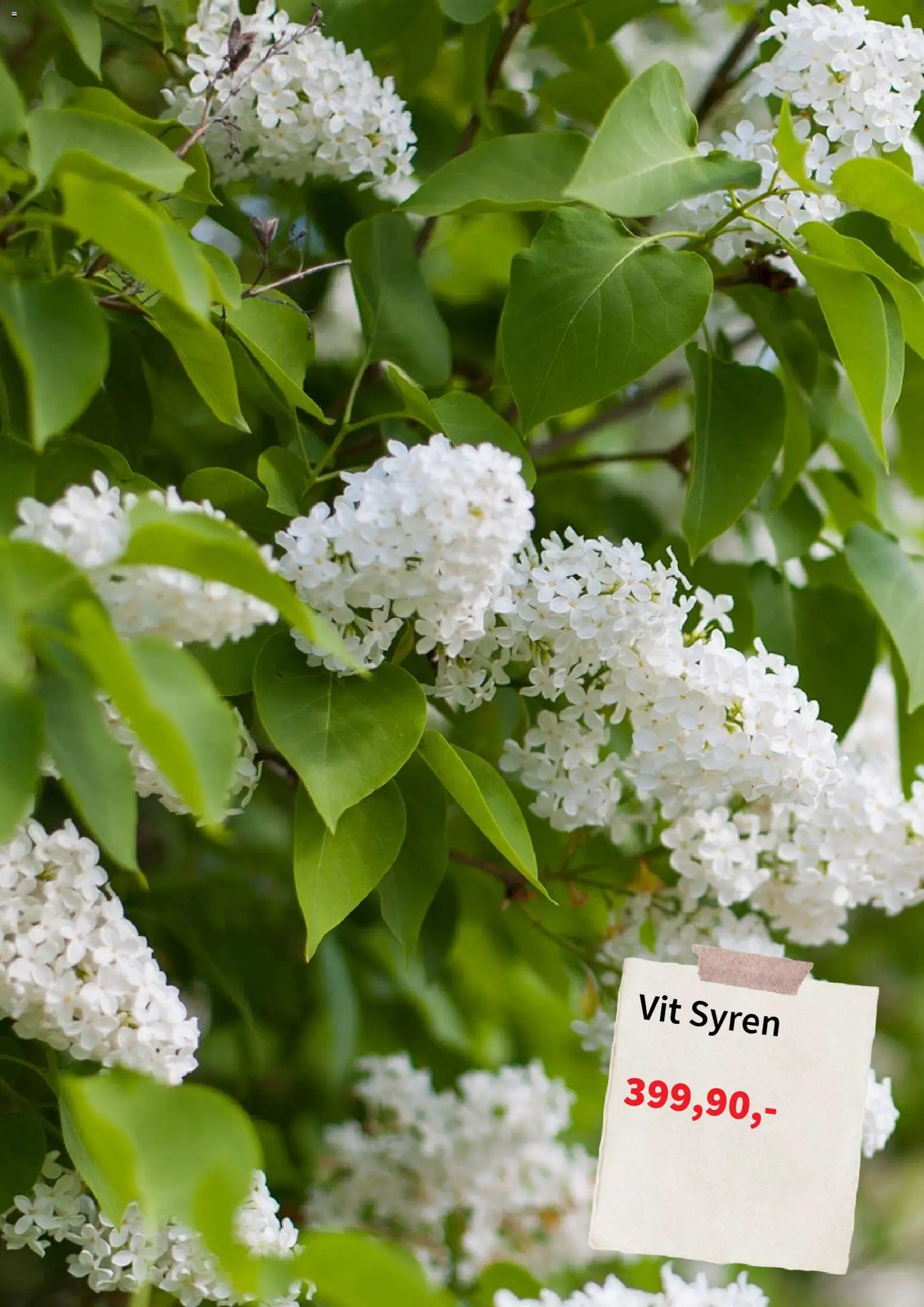 Nuvarande Plantagen - Black Friday varsel från 📣 från och med måndag 06/07/2026 📣 | Sverige