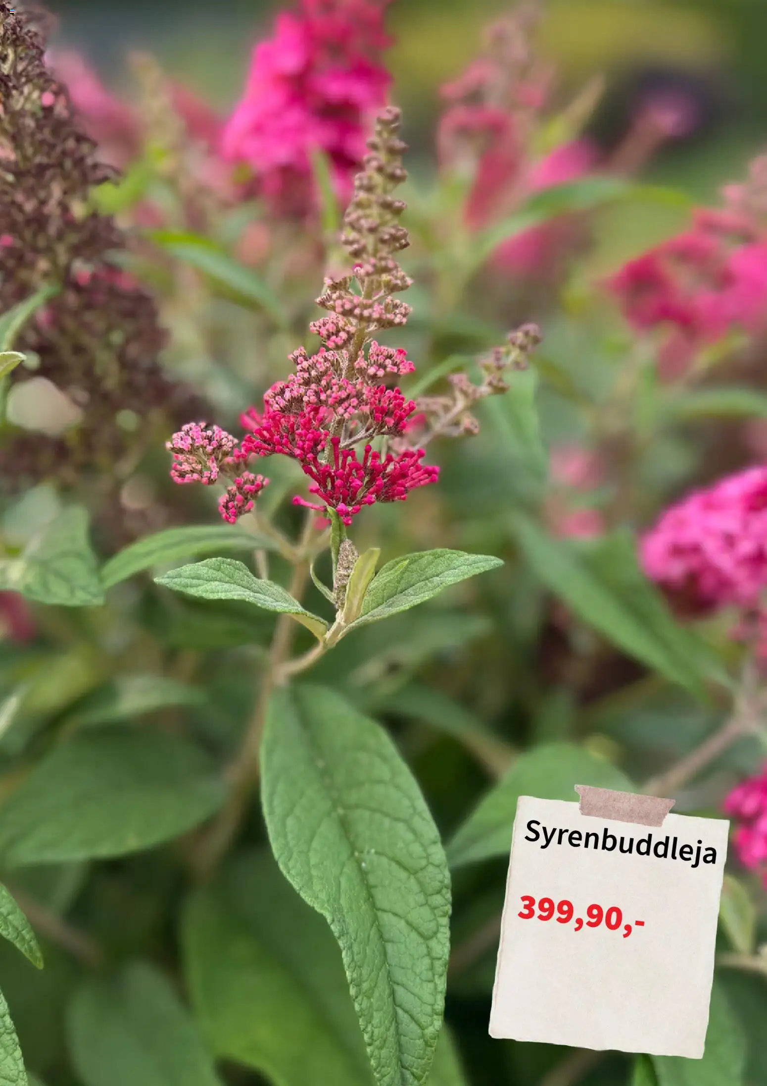 Nuvarande Plantagen - Black Friday varsel från 📣 från och med måndag 06/07/2026 📣 | Sverige