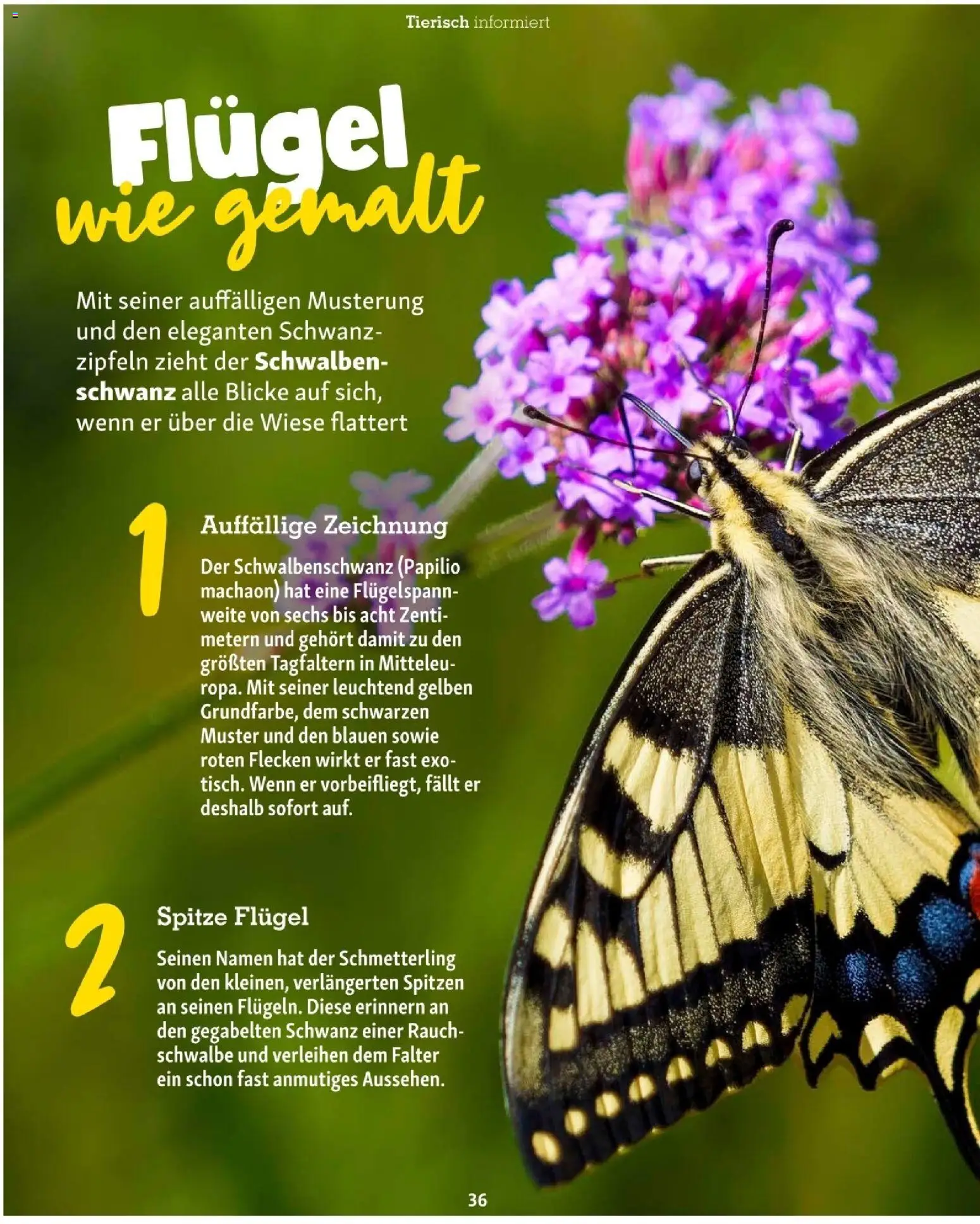 Die besten Angebote | Fressnapf Friends 07,08/26 ab 01.07.2026 | - Jetzt stöbern! | Österreich